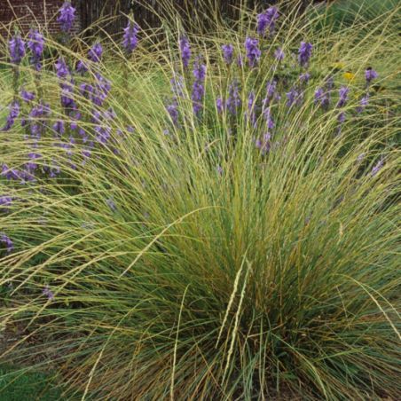 Fétuque de lAtlas - Festuca mairei 40/50 cm Godet 9cm