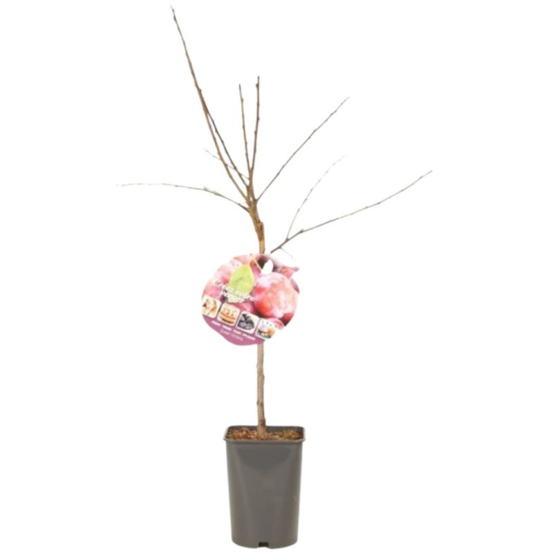 Prunier Victoria 120cm Pot 5L - Prunus domestica