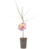 Prunier Victoria 120cm Pot 5L - Prunus domestica