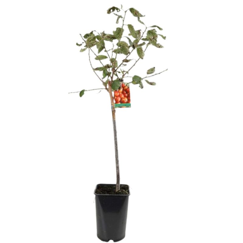 Prunier Victoria 120cm Pot 5L - Prunus domestica
