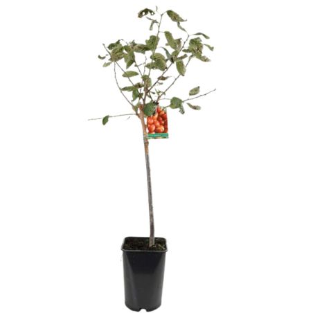Prunier Victoria 120cm Pot 5L - Prunus domestica