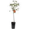 Prunier Victoria 120cm Pot 5L - Prunus domestica