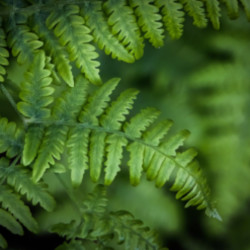 Fougère à peigne - Polystichum setiferum 20/25 cm Pot 2L