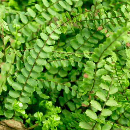 Capillaire des murailles - Asplenium trichomanes Godet 9cm