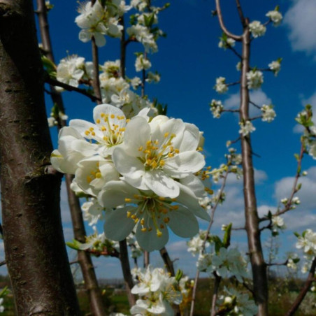 Prunier Reine Claude Dalthan 120cm 5L - Prunus domestica