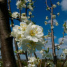Prunier Reine Claude Dalthan 120cm 5L - Prunus domestica