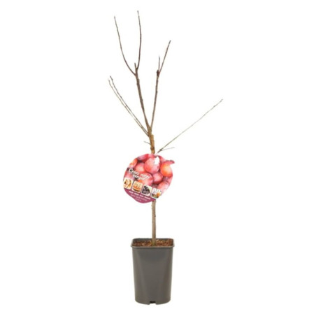 Prunier Reine Claude Dalthan 120cm 5L - Prunus domestica