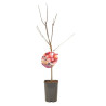Prunier Reine Claude Dalthan 120cm 5L - Prunus domestica