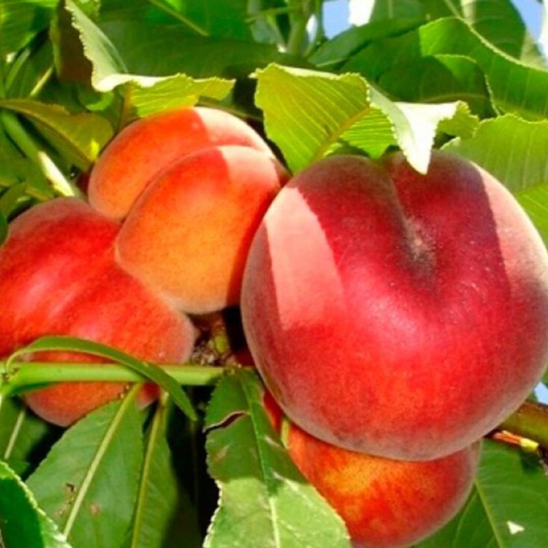 Pêcher Suncrest 120cm 5L - Prunus persica