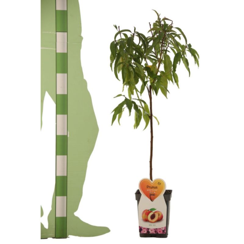 Pêcher Suncrest 120cm 5L - Prunus persica