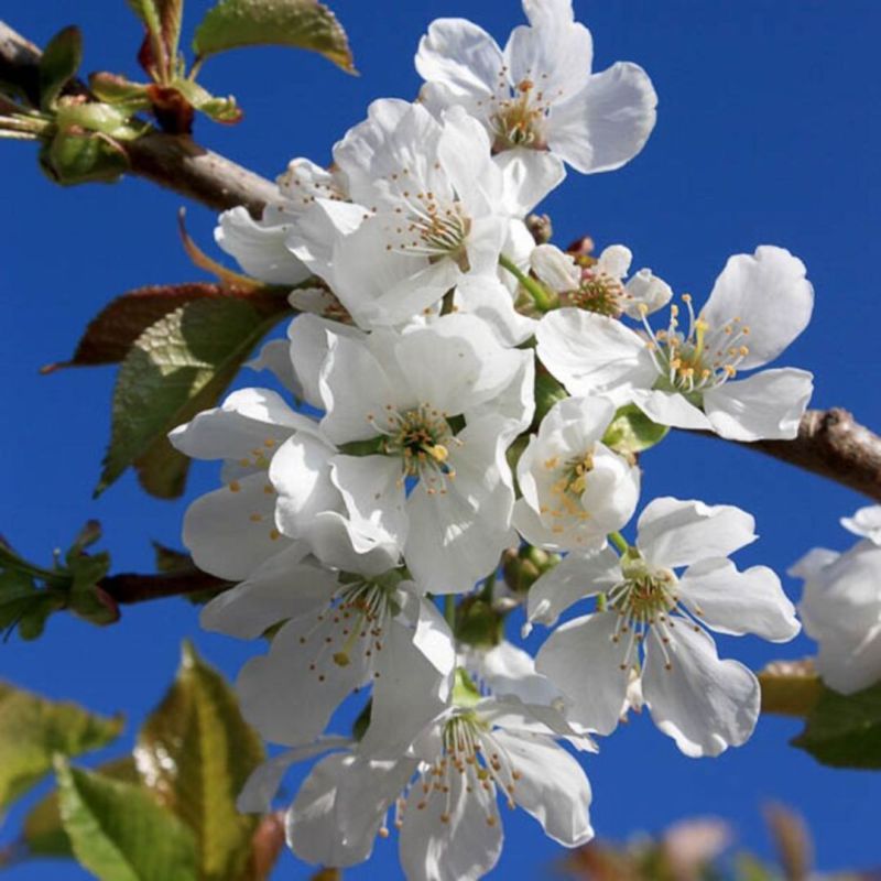 Cerisier Bigarreau Noir 120cm Pot 7,5L - Prunus avium