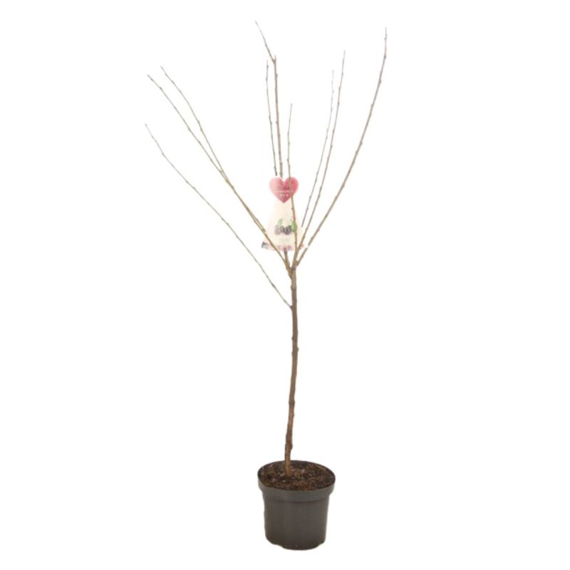 Cerisier Bigarreau Noir 120cm Pot 7,5L - Prunus avium