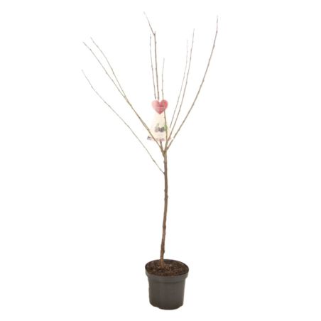 Cerisier Bigarreau Noir 120cm Pot 7,5L - Prunus avium