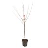 Cerisier Bigarreau Noir 120cm Pot 7,5L - Prunus avium