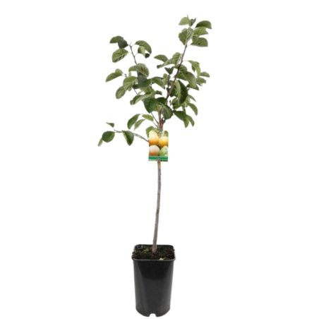 Prunier Reine Claude Doullins 120cm Pot 5L - Prunus domestica