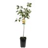 Prunier Reine Claude Doullins 120cm Pot 5L - Prunus domestica