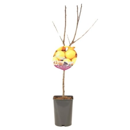 Prunier Reine Claude Doullins 120cm Pot 5L - Prunus domestica