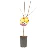 Prunier Reine Claude Doullins 120cm Pot 5L - Prunus domestica