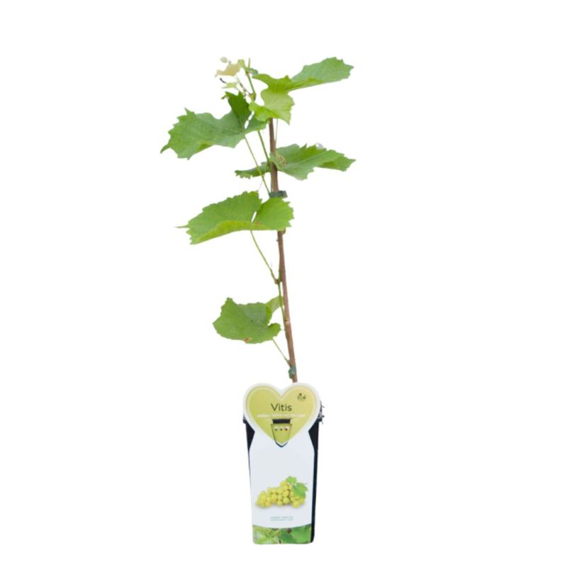 Pied de vigne blanc van der Laan50/60cm 2L - Vitis vinifera Witte