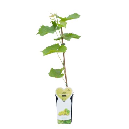 Pied de vigne blanc van der Laan50/60cm 2L - Vitis vinifera Witte