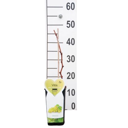 Pied de vigne blanc van der Laan50/60cm 2L - Vitis vinifera Witte