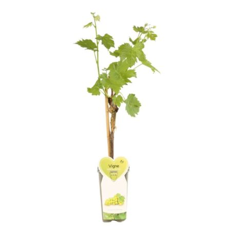 Pied de vigne blanc van der Laan50/60cm 2L - Vitis vinifera Witte