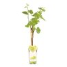 Pied de vigne blanc van der Laan50/60cm 2L - Vitis vinifera Witte