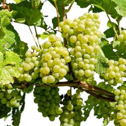 Pied de vigne blanc van der Laan50/60cm 2L - Vitis vinifera Witte
