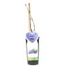 Pied de vigne rouge Boskoop Glory 50/60cm Pot 2L - Vitis Boskoop Glory