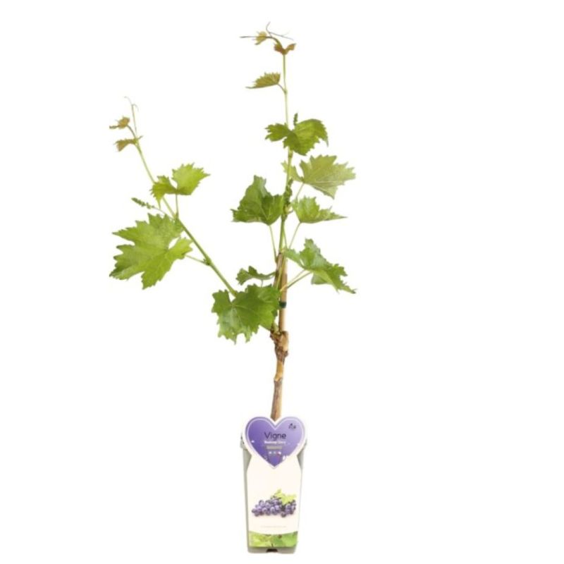 Pied de vigne rouge Boskoop Glory 50/60cm Pot 2L - Vitis Boskoop Glory