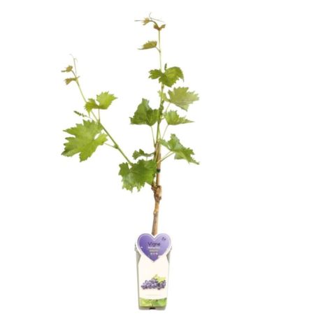 Pied de vigne rouge Boskoop Glory 50/60cm Pot 2L - Vitis Boskoop Glory