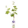 Pied de vigne rouge Boskoop Glory 50/60cm Pot 2L - Vitis Boskoop Glory