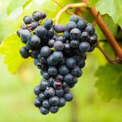 Pied de vigne rouge Boskoop Glory 50/60cm Pot 2L - Vitis Boskoop Glory