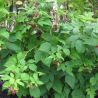 Framboisier Zefa Herbsternte 50/60cm Pot 2L - Rubus idaeus