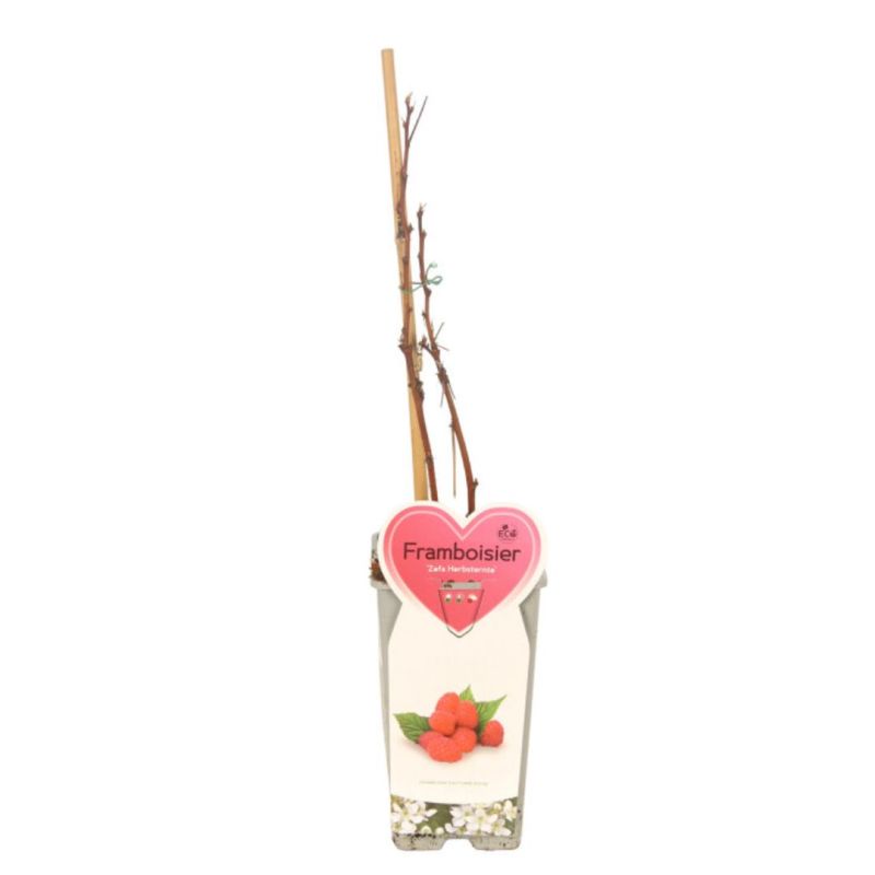 Framboisier Zefa Herbsternte 50/60cm Pot 2L - Rubus idaeus