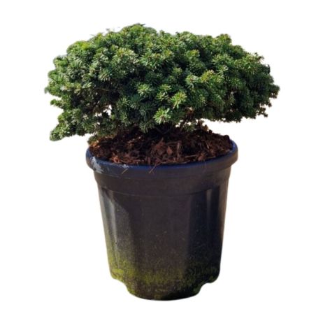 Sapin de Corée 'Brillant' Pot 18L 35/40cm - Abies koreana Brillant