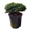 Sapin de Corée 'Brillant' Pot 18L 35/40cm - Abies koreana Brillant