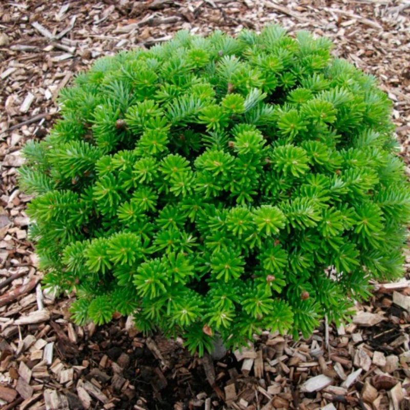 Sapin de Corée 'Brillant' Pot 18L 35/40cm - Abies koreana Brillant