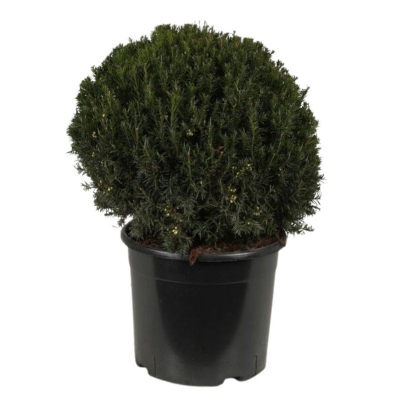 If commun Boule 50cm - Taxus baccata