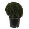 If commun Boule 50cm - Taxus baccata