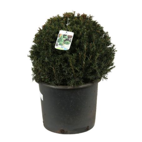 If commun Boule 40cm - Taxus baccata