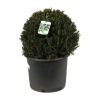 If commun Boule 40cm - Taxus baccata