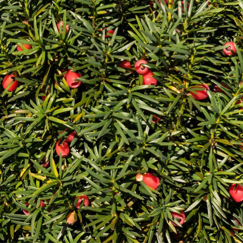 If commun Boule 40cm - Taxus baccata