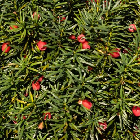 If commun Boule 40cm - Taxus baccata