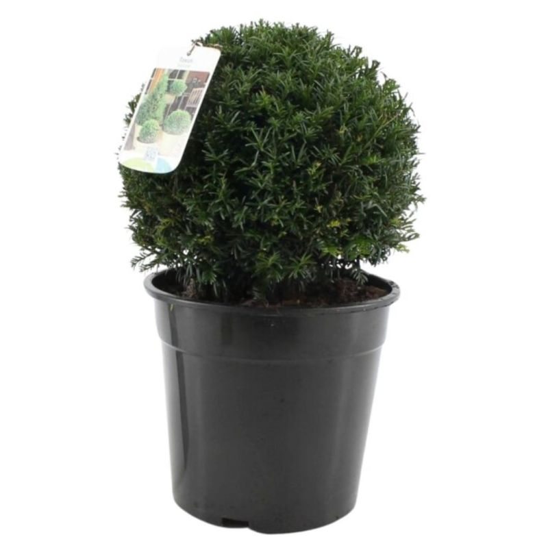 If commun Boule 35cm - Taxus baccata