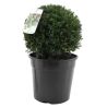 If commun Boule 35cm - Taxus baccata
