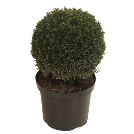 If commun Boule 35cm - Taxus baccata