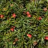 If commun Boule 35cm - Taxus baccata