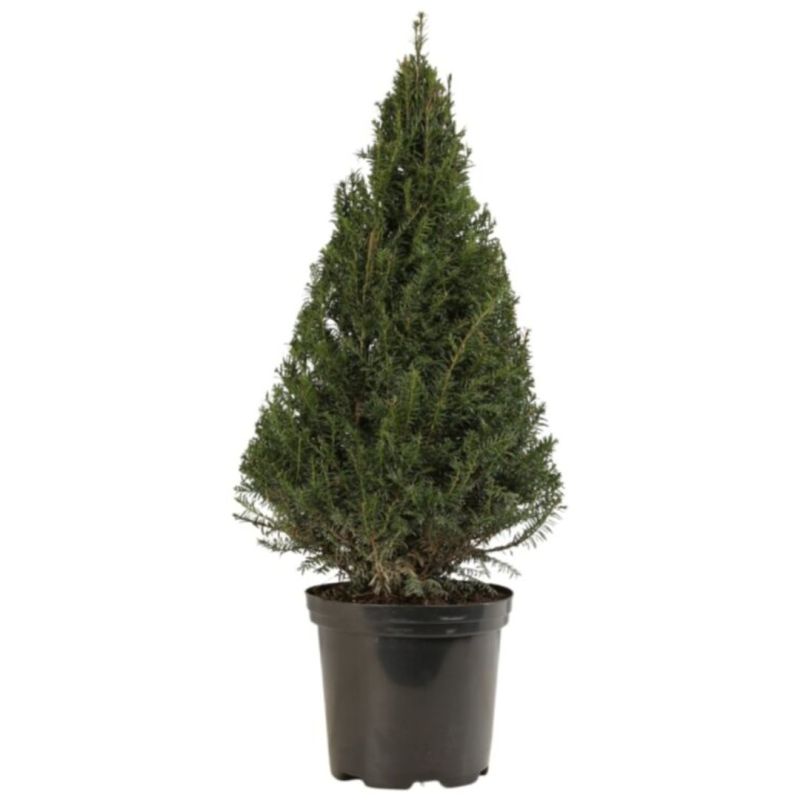 If commun 80/100cm Forme Pyramide - Taxus baccata