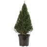 If commun 80/100cm Forme Pyramide - Taxus baccata